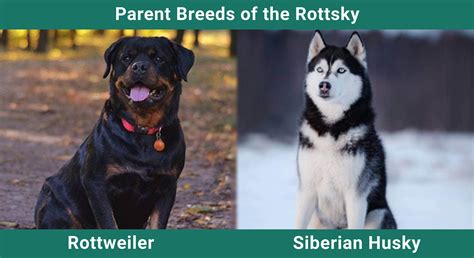 Rottsky (Rottweiler & Husky Mix) Breed: Info, Pictures, Temperament ...