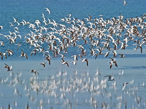 Arctic Tern Migration: A Complete Guide | Bird Fact