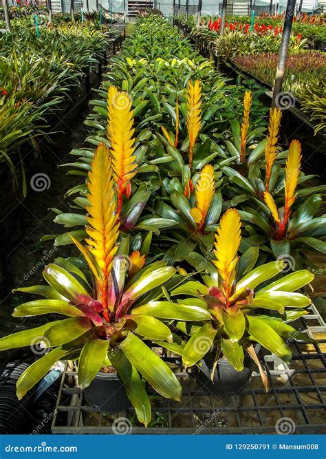 Yellow Bromeliad Flower in Garden Stock Image - Image of botany, bromeliad: 129250791