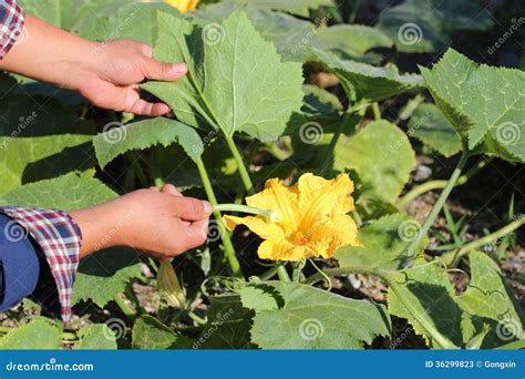 Flowers Pollinated Stock Photos - Image: 36299823