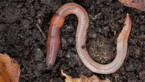 7 Classifications of Earthworms | Sciencing