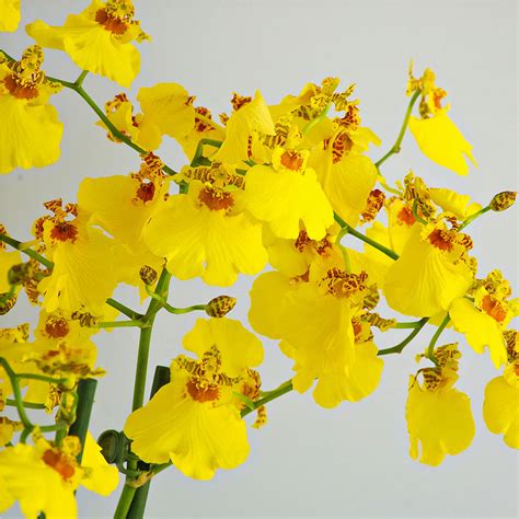 Oncidium Orchid Munsterland Stern - Yellow - Delivery in Belgium by ...