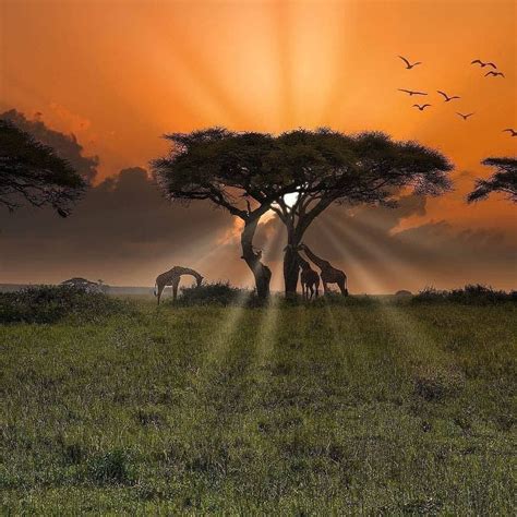 The beautiful plains of Africa : r/pics