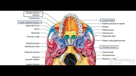 Norma basalis foramina 1 - YouTube