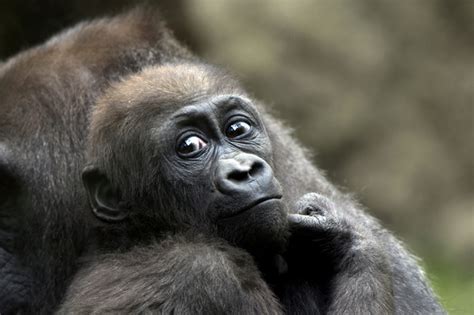 VIDEO: Baby Gorillas at The Bronx Zoo Are Ready for Summer - Belmont ...