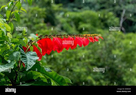 Chaconia Flower Drawing : Chaconia The National Flower Of Trinidad And ...