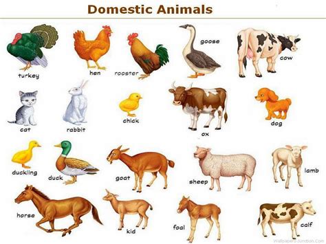 Materi Bahasa Inggris Kelas 3 Sd Animal - Kumpulan Kunci Jawaban Buku