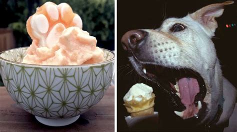 The 6 Best Dog Ice Cream Recipes: Yogurt, Dairy-Free, and More