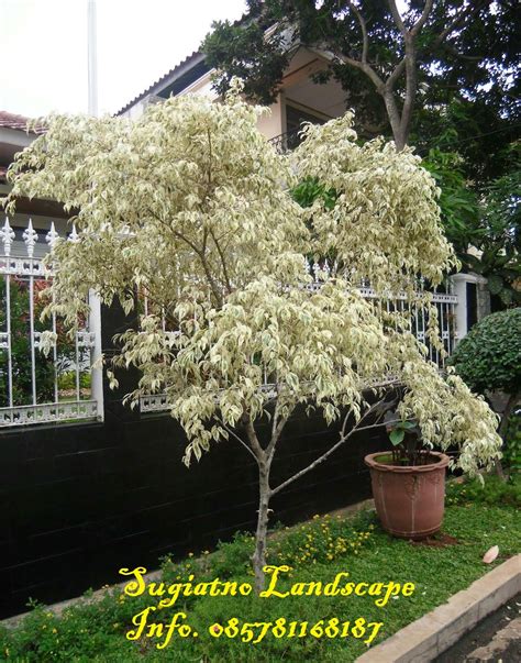 Beringin putih | Harga pohon Beringin putih | Tukang taman | Grosir Tanaman Hias