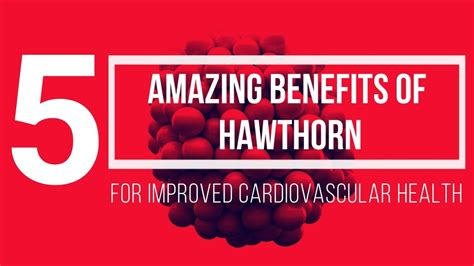 5 AMAZING ESSENTIAL BENEFITS OF HAWTHORN BERRIES - YouTube