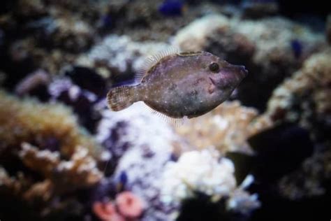 Flounder Pictures - AZ Animals