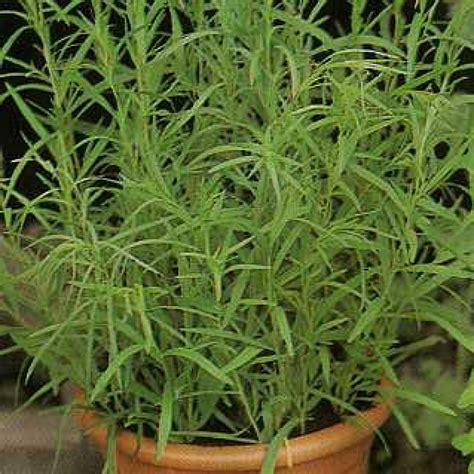 Tarragon Seeds (Artemisia Dracunculus) – My Lestary Seeds