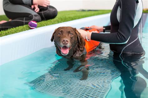 Hydrotherapy For Dogs - How It Works And Why You Should Try It | Scuba Diving Blog