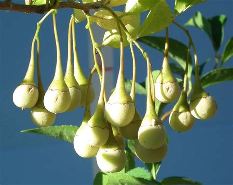 Styrax Japonica – The Gorge Nursery