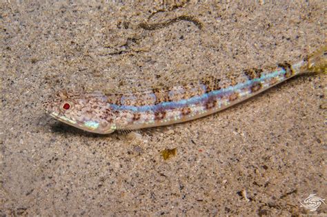 Sand Lizardfish- Facts and Photographs | Seaunseen