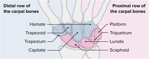 Carpal Bones With Hand Palm Skeletal Structure And Anatomy Outline ...