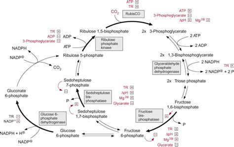 Nadp In Biochemistry