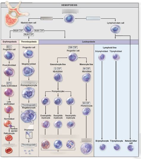 Origin, Differentiation, and Maturation of formed elements Diagram | Quizlet