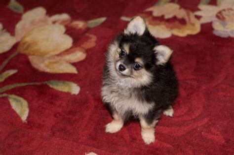 PomChi Puppy "Teddy" for Sale in Boston Run, Pennsylvania Classified | AmericanListed.com