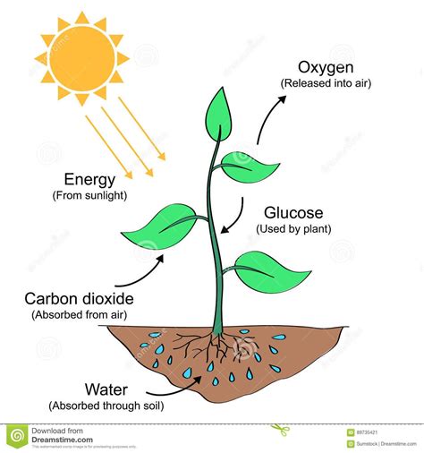 Ejemplo De Proceso De La Fotosíntesis Ilustración del Vector - Ilustración de suelo, sunlig ...