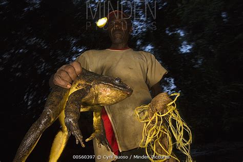 Goliath Frog stock photo - Minden Pictures