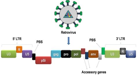 Retrovirus Structure