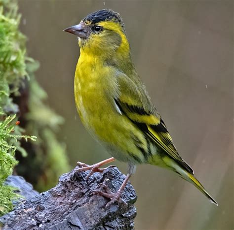 Eurasian Siskin by Wayne Davies - BirdGuides