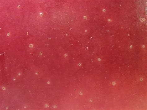 Red Apple Skin Close Up Free Stock Photo - Public Domain Pictures
