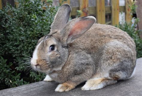 Flemish Giant Rabbits for Sale: 2024 Breeders List in UK | Pet Keen