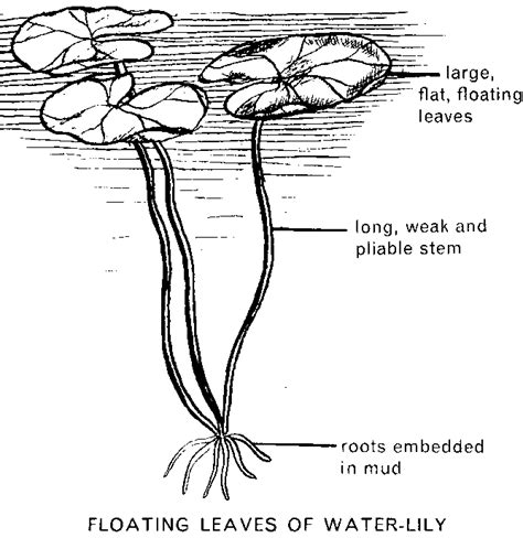 What are hydrophytes?