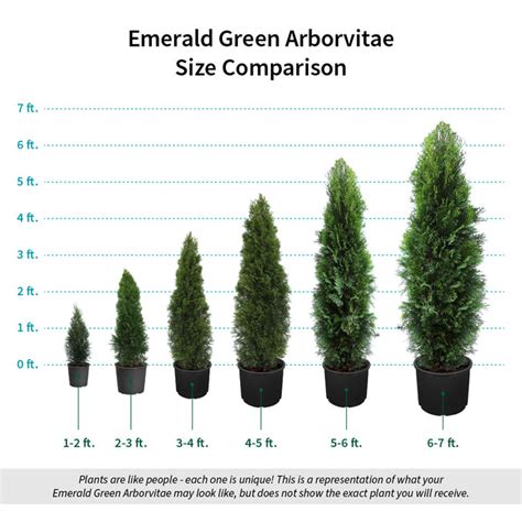 Emerald Green Thuja Arborvitaes for Sale – FastGrowingTrees.com