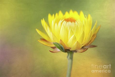 The Yellow Straw Flower Photograph by Linda D Lester - Fine Art America