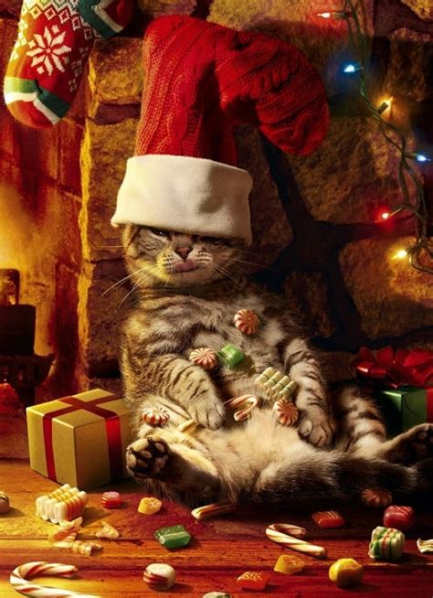 10 Cute and Funny Cat Christmas Cards - Absolute Christmas