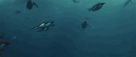 Penguin Run Water GIFs - Find & Share on GIPHY