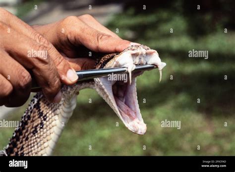 Snake fangs hi-res stock photography and images - Alamy