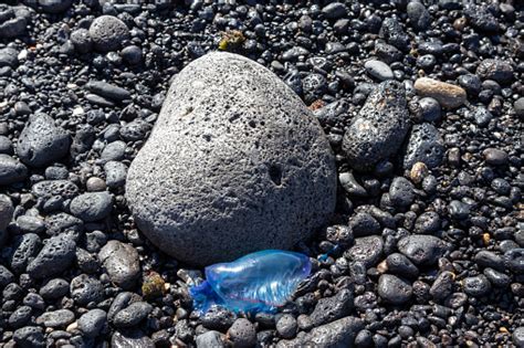 Jellyfish Carabela Portuguesa On The Coastal Stones Stock Photo - Download Image Now - iStock