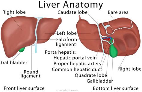 Liver anatomy anterior view and posterior view | Liver anatomy, Human liver anatomy, Digestive ...