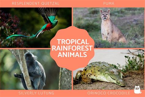 60 Tropical Forest Animals - A Complete List with Characteristics and ...