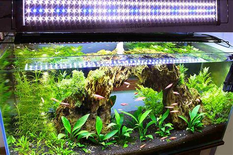 Lighting Requirements for Plants in Community Aquariums