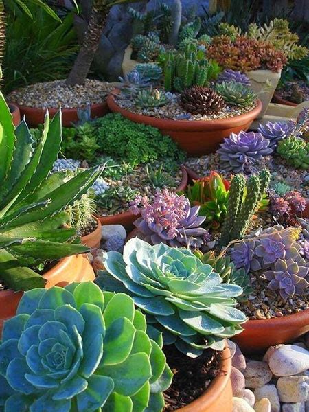 HOME DZINE Garden Ideas | Create a Succulent Garden