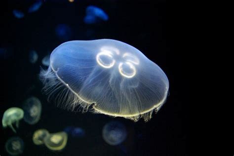 Moon Jellyfish - Animal Facts and Information