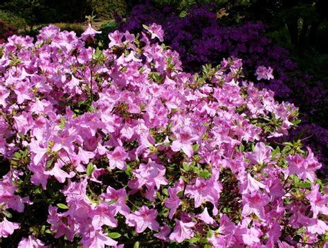 Closeup Blooming Rhododendron In The Spring Garden. Season Of Flowering Rhododendrons. Spring ...