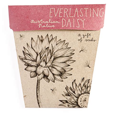 Everlasting Daisy Seeds