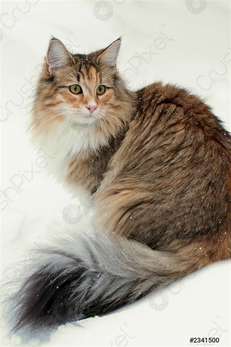 A beautiful norwegian forest cat tortoiseshell femalein snow - stock photo 2341500 | Crushpixel