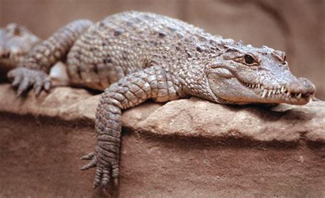 Philippine Crocodile Facts and Pictures