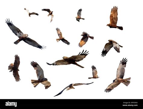 Harrier hawk madagascar Cut Out Stock Images & Pictures - Alamy