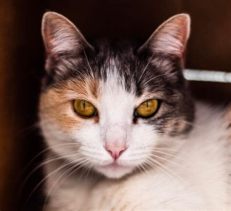 Premium Photo | Closeup of the cat with golden eyes animal portrait