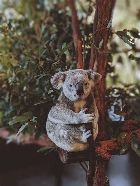 Photo of Gray Koala Bear Hugging Tree · Free Stock Photo