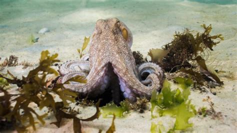 Do Octopus Have Beaks? | Information and Facts - EXOtella