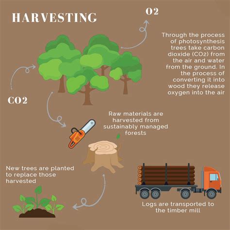 Timber Production Process